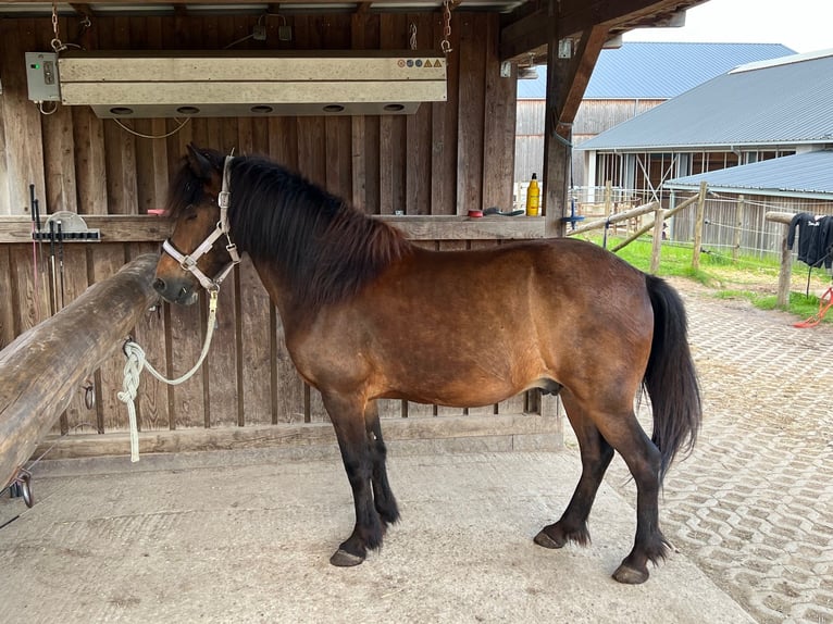 Islandais Hongre 13 Ans 138 cm Bai in Putscheid