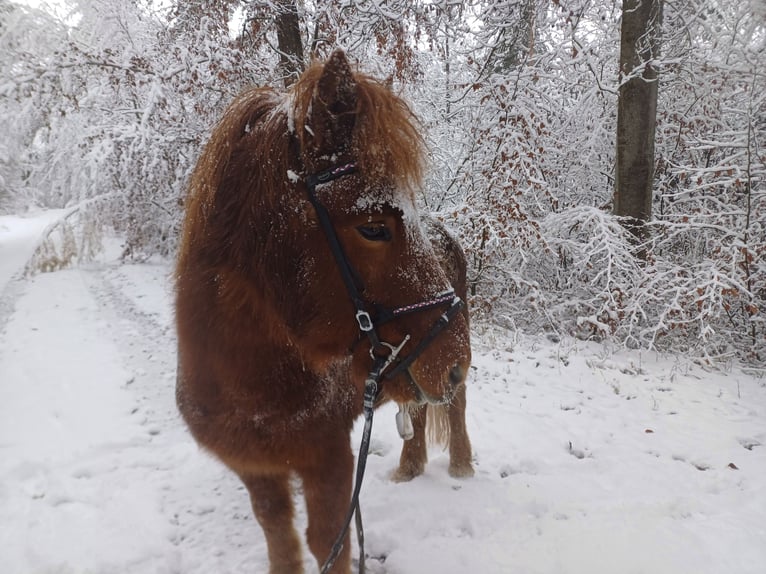 Islandais Hongre 13 Ans 139 cm Alezan in Leutershausen