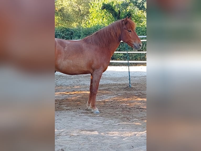 Islandais Hongre 13 Ans 139 cm Alezan in Leutershausen