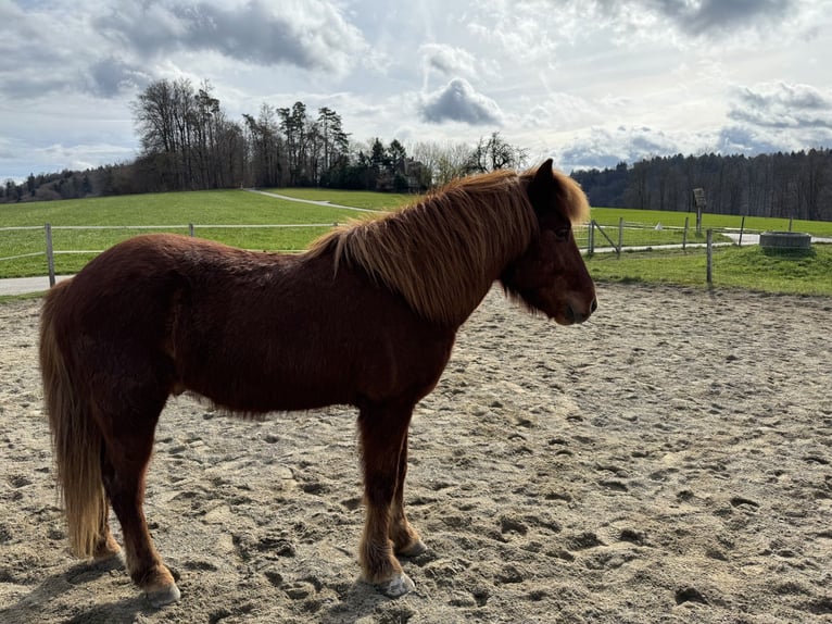 Islandais Hongre 13 Ans 139 cm Alezan in Muhen