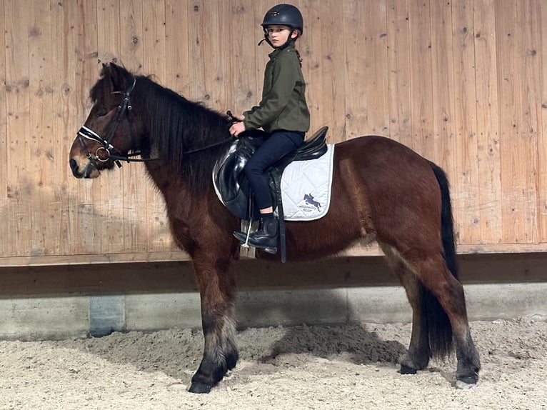Islandais Hongre 13 Ans 140 cm Bai in Riedlingen