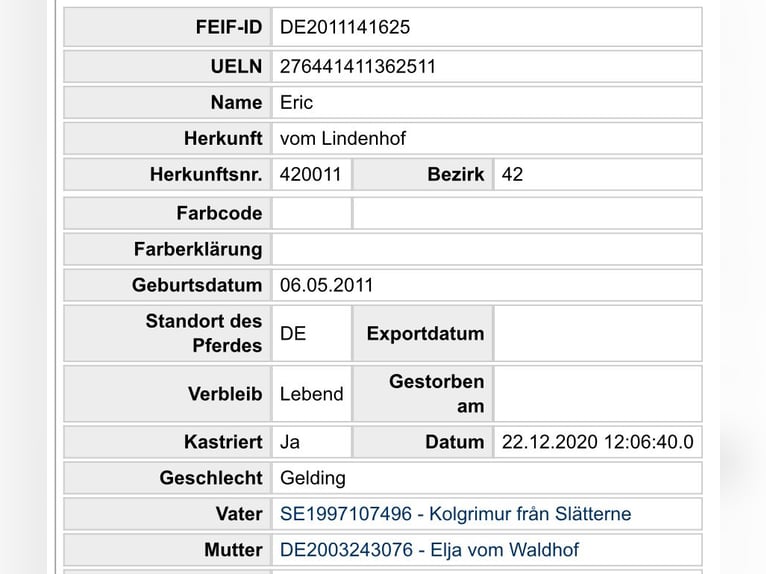 Islandais Hongre 13 Ans 140 cm Isabelle in Münster