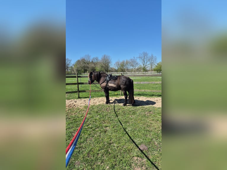 Islandais Hongre 13 Ans 140 cm Noir in Hörup