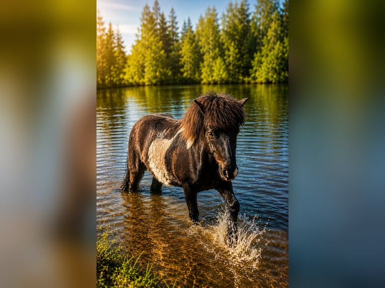 Islandais Hongre 13 Ans 140 cm Pinto in Vögelsen