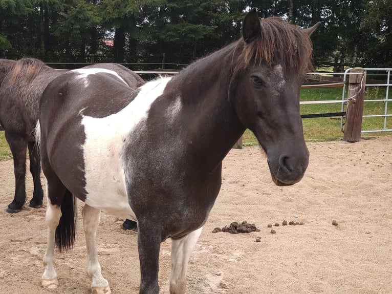 Islandais Hongre 13 Ans 140 cm Pinto in Borstel