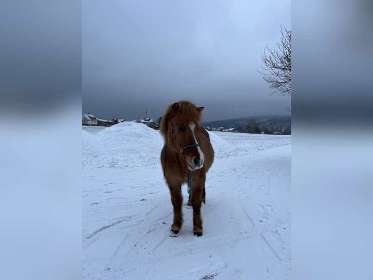 Islandais Hongre 13 Ans 142 cm Isabelle in Helsa