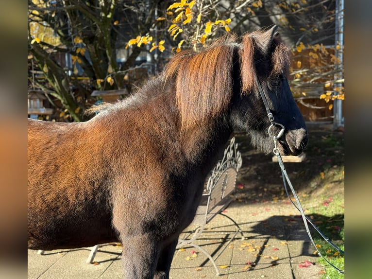 Islandais Hongre 13 Ans 143 cm Noir in Lochen am See