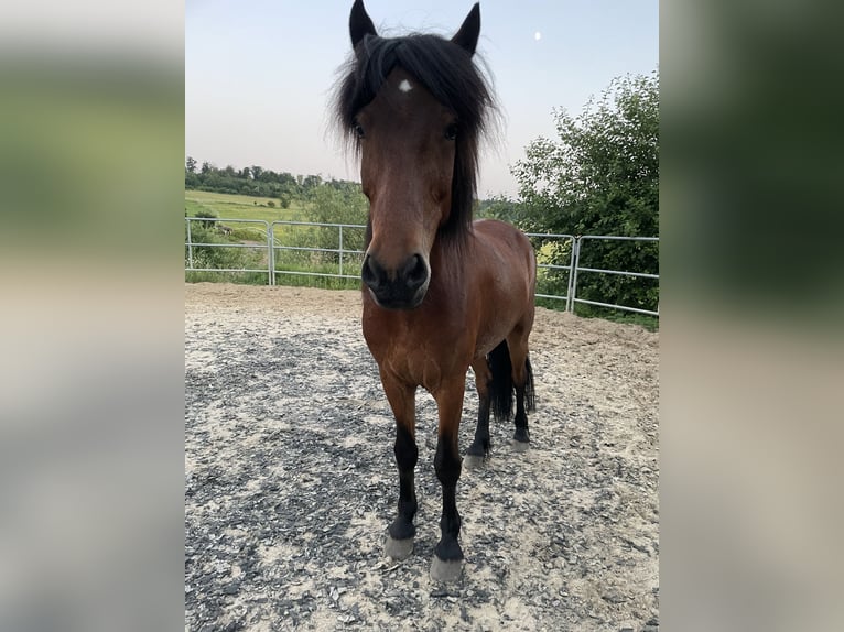 Islandais Hongre 13 Ans 145 cm Bai in Elsoff