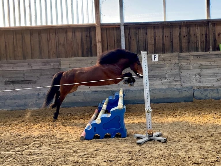 Islandais Hongre 13 Ans 145 cm Bai in Elsoff