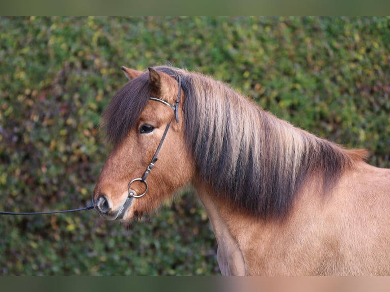 Islandais Hongre 13 Ans 145 cm Isabelle in Dohm-Lammersdorf