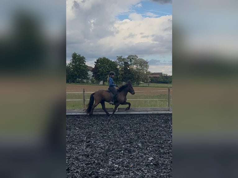 Islandais Hongre 13 Ans 150 cm Noir in Holzgerlingen