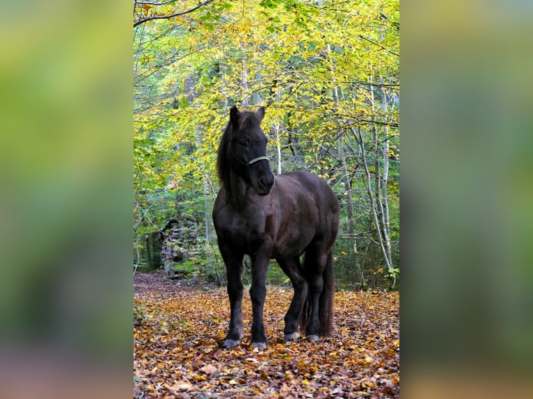 Islandais Hongre 13 Ans 150 cm Noir in Holzgerlingen