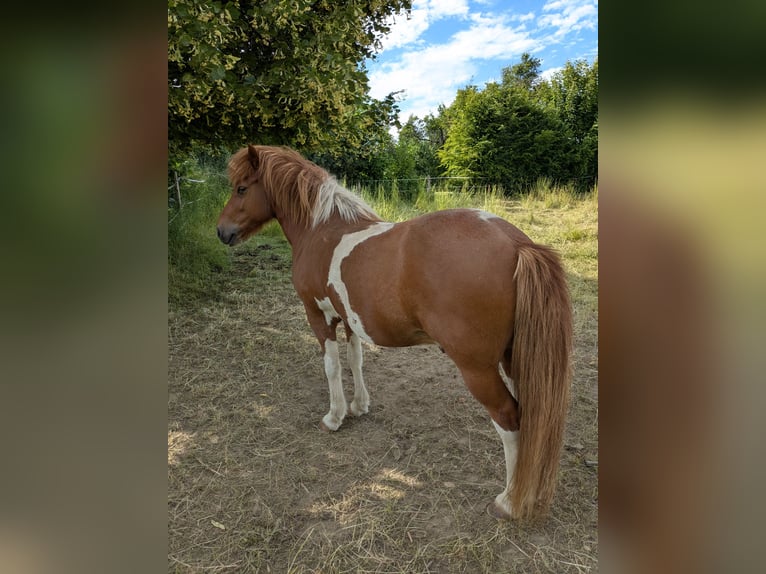 Islandais Hongre 14 Ans 136 cm Pinto in Lengefeld