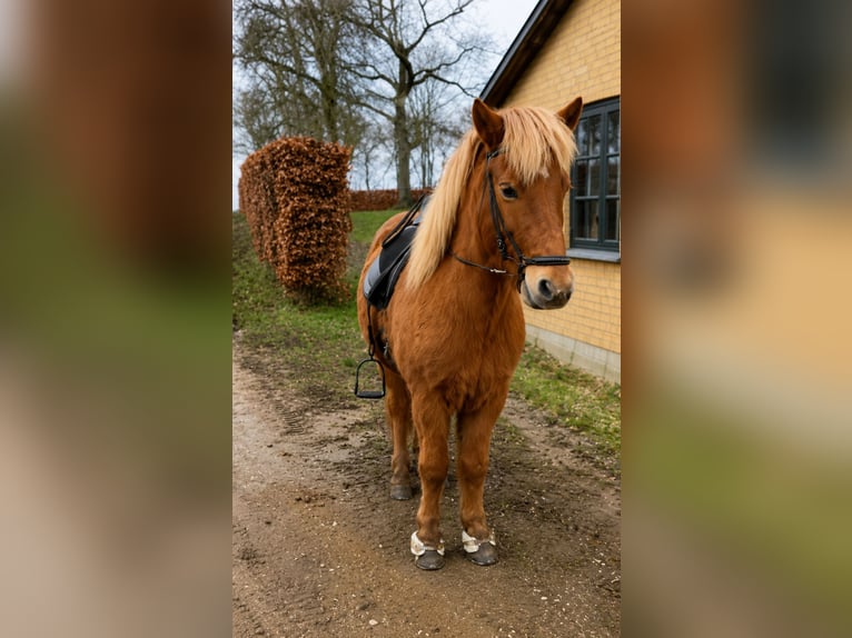 Islandais Hongre 14 Ans 137 cm Alezan in Uitikon Waldegg