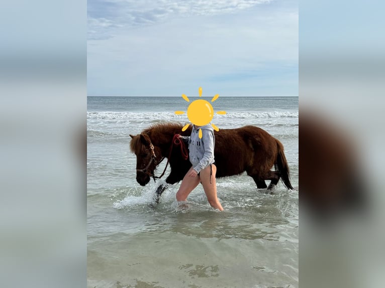Islandais Hongre 14 Ans 138 cm Alezan brûlé in Muro