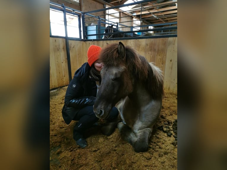 Islandais Hongre 14 Ans 140 cm in Klagenfurt,14.Bez.W&#xF6;lfnitz