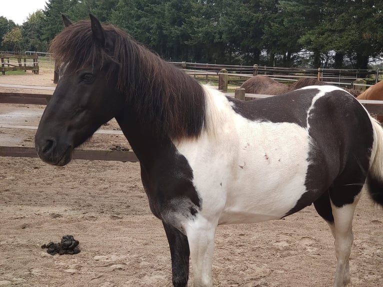 Islandais Hongre 14 Ans 140 cm Pinto in Borstel