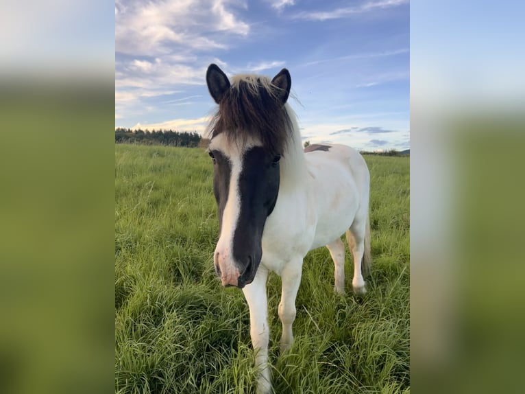 Islandais Hongre 14 Ans 140 cm Pinto in Eppstein