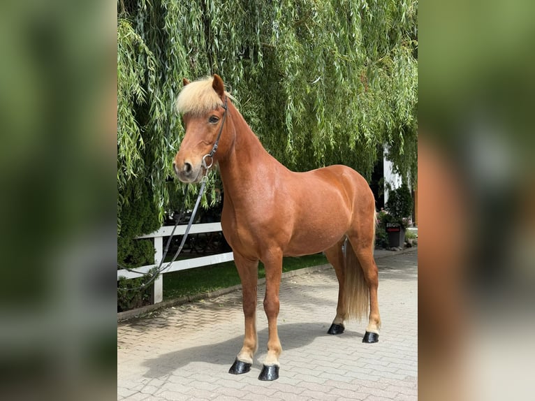 Islandais Hongre 14 Ans 142 cm Alezan in Lochen am See