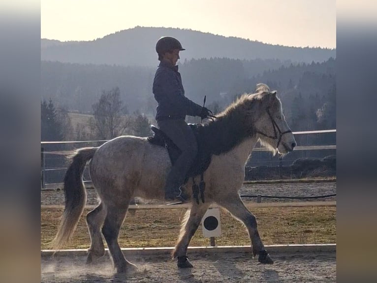 Islandais Hongre 14 Ans 142 cm Gris pommelé in Schöfweg