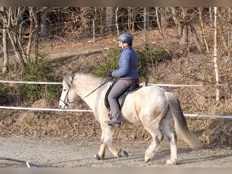 Islandais Hongre 14 Ans 142 cm Gris pommelé in Schöfweg