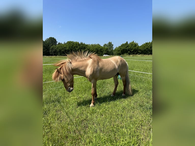Islandais Hongre 14 Ans 142 cm Isabelle in Thuine