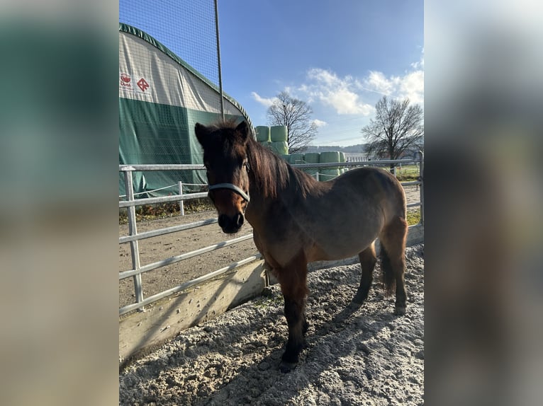 Islandais Hongre 14 Ans 143 cm Bai in Niedergösgen