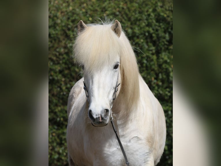 Islandais Hongre 14 Ans 143 cm Gris in Dohm-Lammersdorf