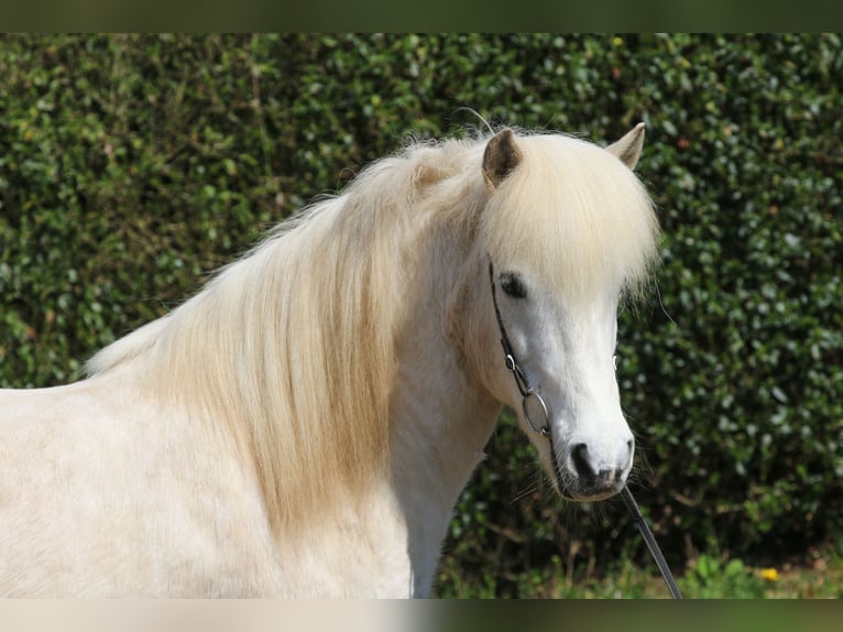 Islandais Hongre 14 Ans 143 cm Gris in Dohm-Lammersdorf