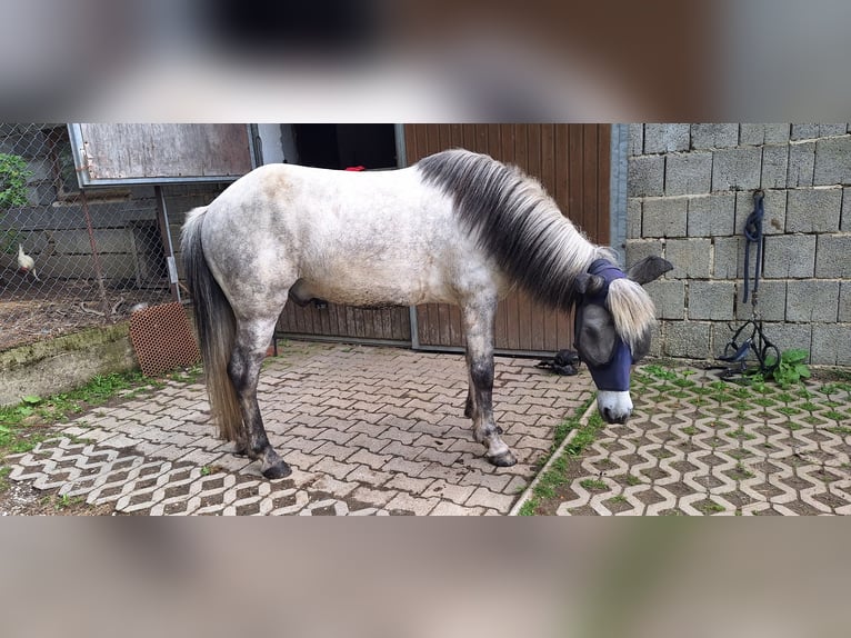 Islandais Hongre 14 Ans 143 cm Gris pommelé in Schöfweg