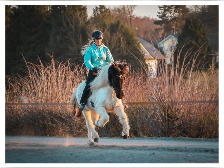 Islandais Hongre 14 Ans 143 cm Pinto in Bad Honnef