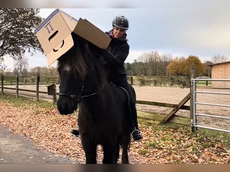 Islandais Hongre 14 Ans 145 cm Noir in Schneverdingen