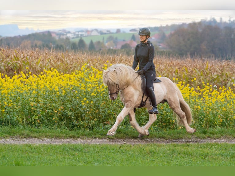Islandais Hongre 15 Ans 139 cm Pinto in Andorf