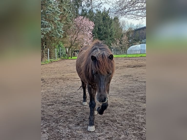 Islandais Croisé Hongre 15 Ans 140 cm Bai brun in Swisttal