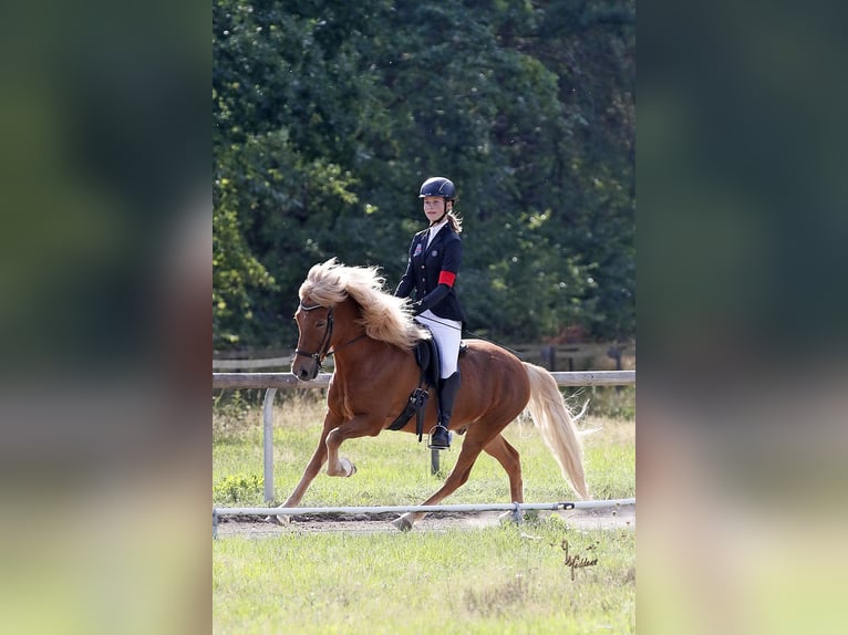 Islandais Hongre 15 Ans 141 cm Alezan in Berg (Pfalz)