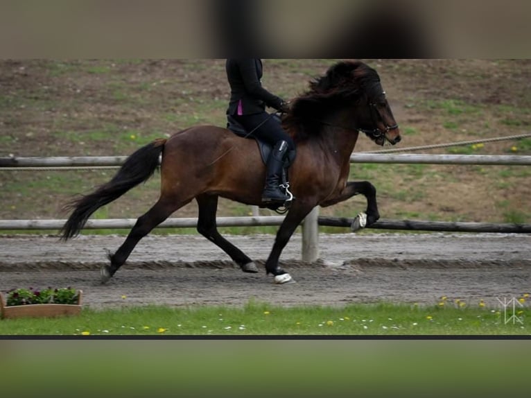 Islandais Hongre 15 Ans 142 cm Bai in Lindlar