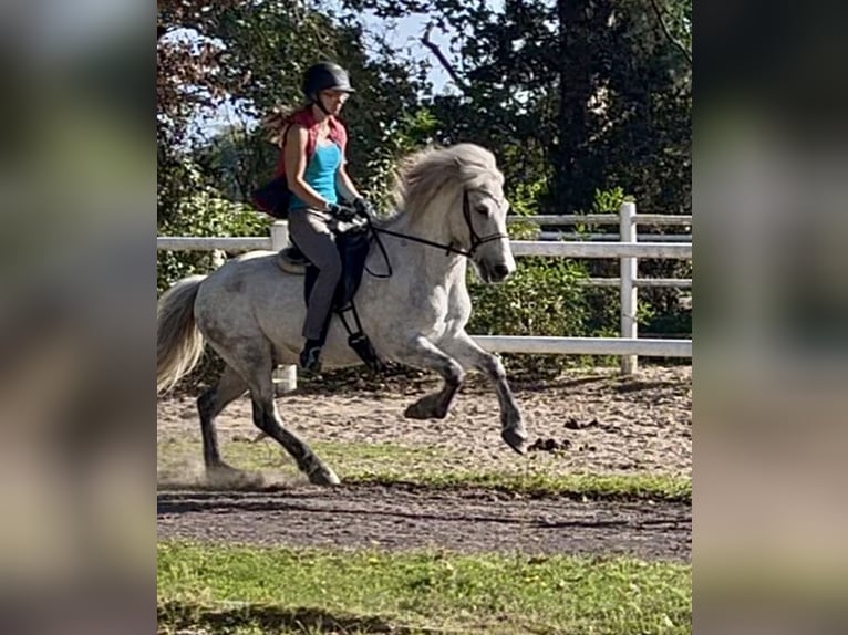 Islandais Hongre 15 Ans 144 cm Gris pommelé in Wardenburg