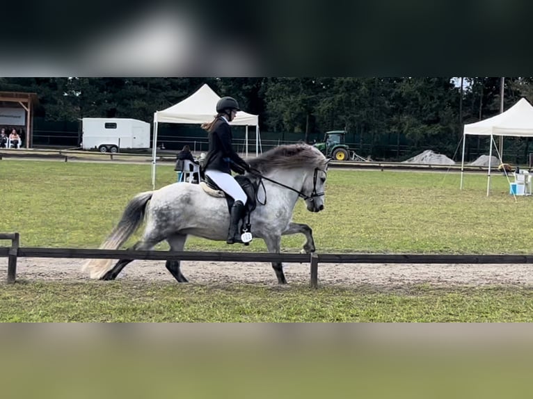 Islandais Hongre 15 Ans 144 cm Gris pommelé in Wardenburg
