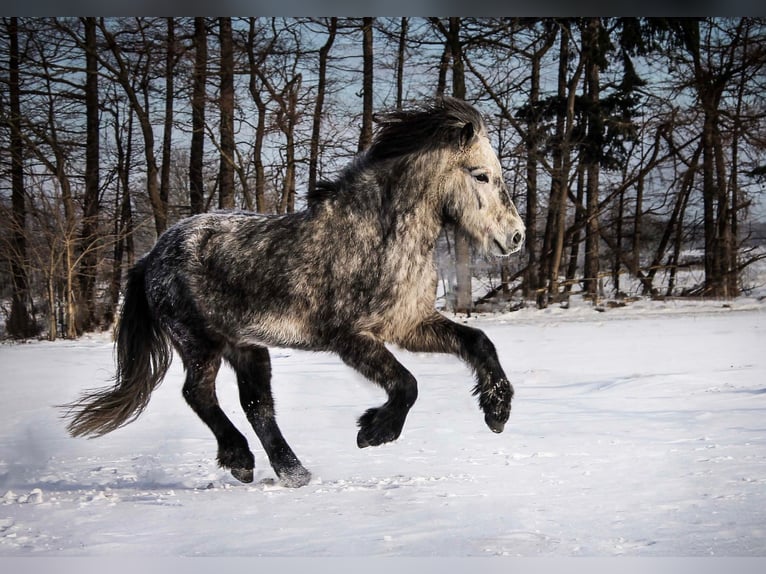 Islandais Hongre 15 Ans 144 cm Gris pommelé in Wardenburg