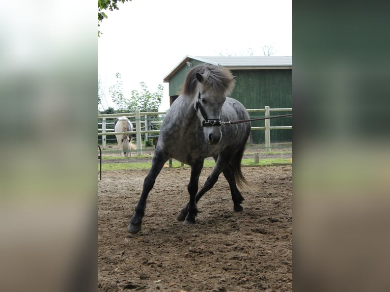 Islandais Hongre 15 Ans 144 cm Gris pommelé in Wardenburg