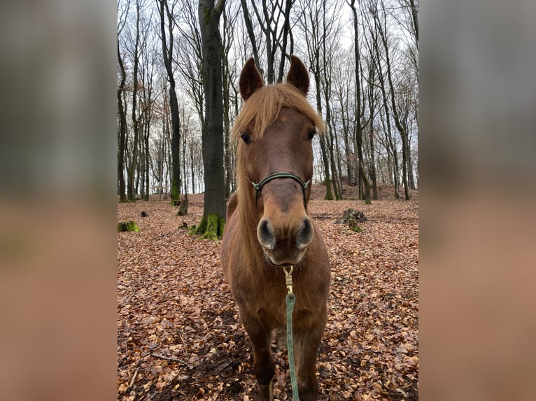 Islandais Croisé Hongre 15 Ans 147 cm Alezan in Hemer