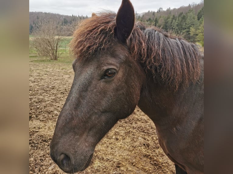 Islandais Croisé Hongre 15 Ans 154 cm Bai brun foncé in Inzigkofen