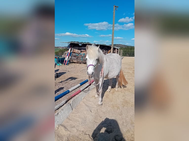 Islandais Croisé Hongre 16 Ans 126 cm Gris moucheté in Bernhardswald