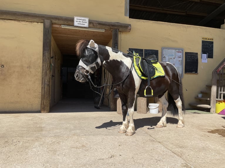 Islandais Croisé Hongre 16 Ans 126 cm Pinto in Fürth