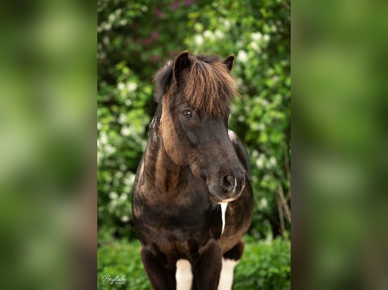 Islandais Croisé Hongre 16 Ans 126 cm Pinto in Fürth