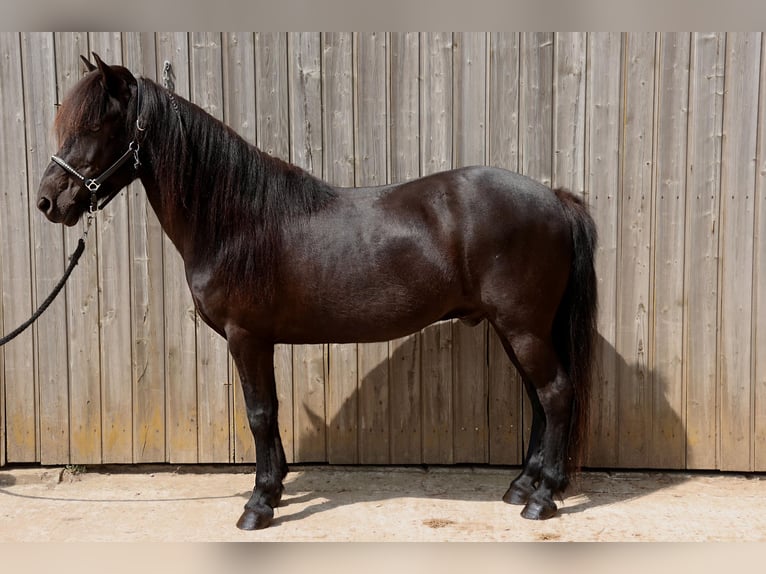 Islandais Hongre 16 Ans 138 cm Noir in Badbergen