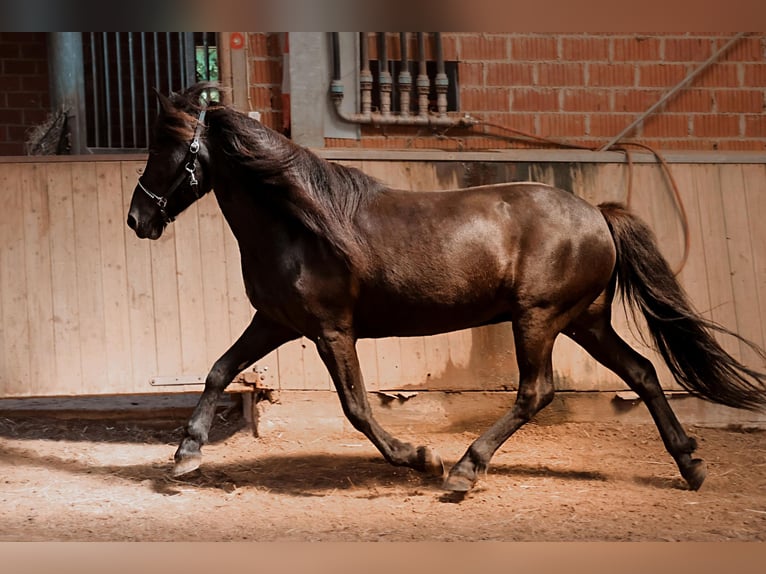 Islandais Hongre 16 Ans 138 cm Noir in Badbergen