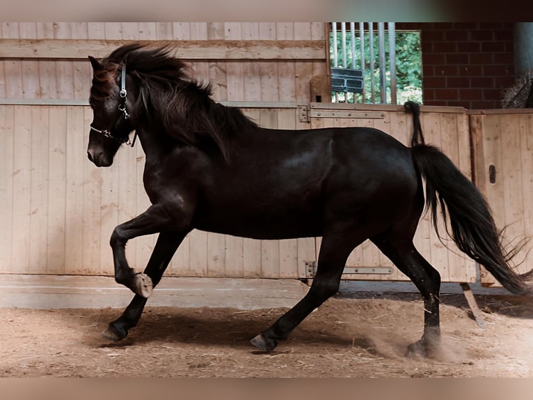 Islandais Hongre 16 Ans 138 cm Noir in Badbergen