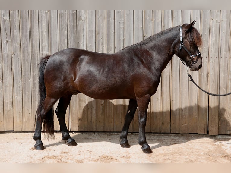 Islandais Hongre 16 Ans 138 cm Noir in Badbergen