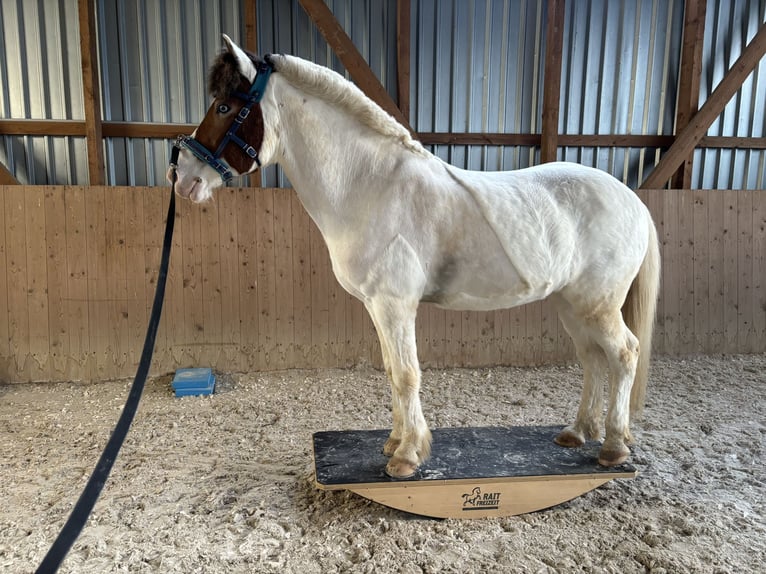 Islandais Hongre 16 Ans 143 cm Pinto in Stockach